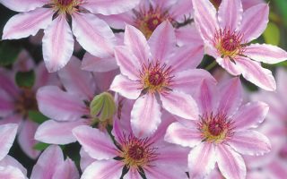 Clematis 'Nelly Moser', 70 cm