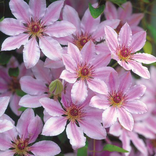 Clematis 'Nelly Moser', 70 cm - Obrázek 1
