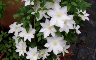 Clematis 'Mevrouw Le Coultre', 70 cm