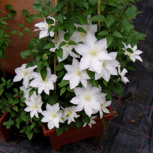 Clematis 'Mevrouw Le Coultre', 70 cm - Obrázek 1