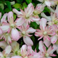 Clematis 'Marjorie', 70 cm