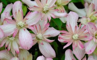 Clematis 'Marjorie', 70 cm