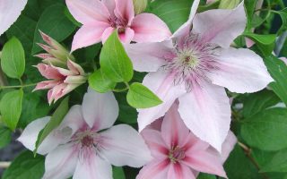Clematis 'John Paul II', 70 cm