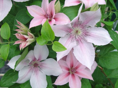 Clematis 'John Paul II', 70 cm - Obrázek 1