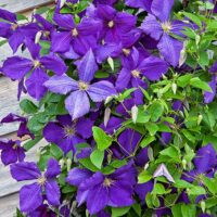 Clematis 'Jackmanii', 70 cm