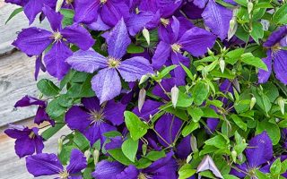 Clematis 'Jackmanii', 70 cm