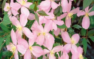Clematis 'Fragrant Spring', 70 cm