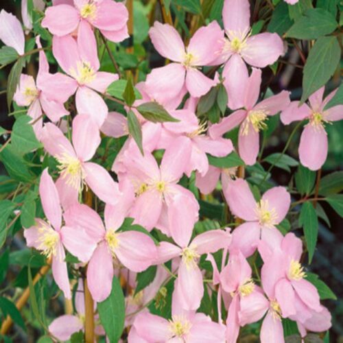 Clematis 'Fragrant Spring', 70 cm - Image 1