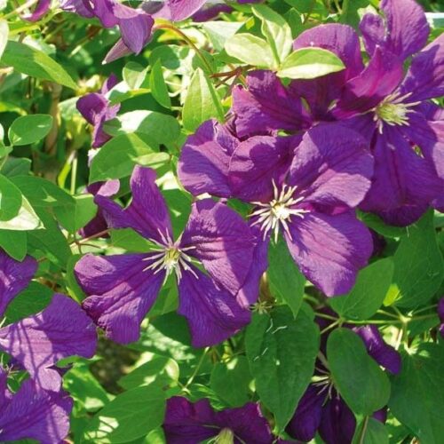 Clematis 'Etoile Violette', 70 cm - Obrázek 1