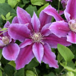 Clematis 'Dr Ruppel'