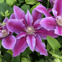 Clematis 'Dr Ruppel', 70 cm