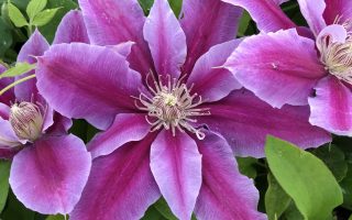 Clematis 'Dr Ruppel', 70 cm