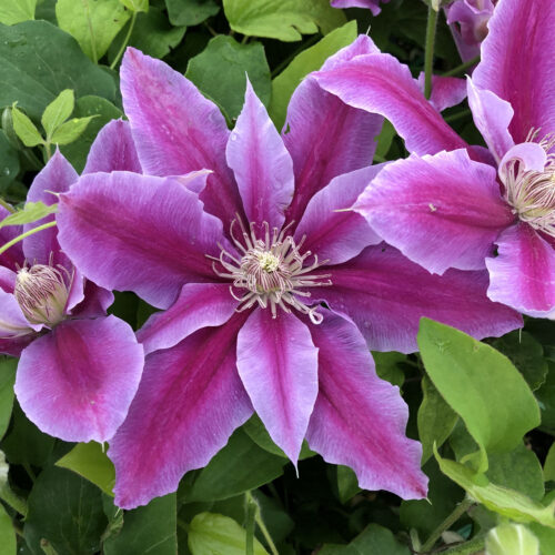 Clematis 'Dr Ruppel', 70 cm - Obrázek 1