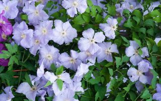 Clematis 'Blue Angel', 70 cm