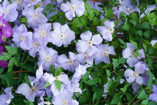 Clematis 'Blue Angel', 70 cm - Obrázek 1
