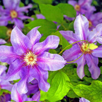 Clematis 'Barbara Jackman', 70 cm