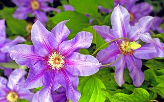 Clematis 'Barbara Jackman', 70 cm