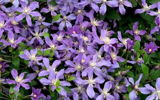 Clematis 'Arabella', 70 cm
