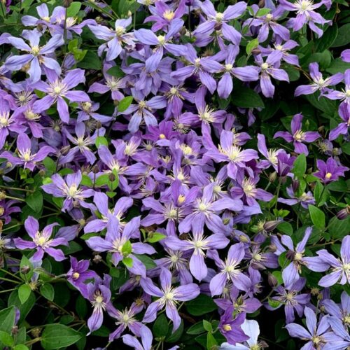 Clematis 'Arabella', 70 cm - Obrázek 1