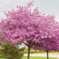 Cercis chinensis 'Avondale'