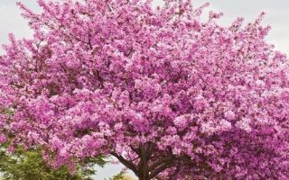 Cercis chinensis 'Avondale'
