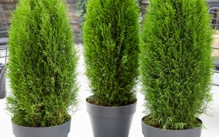 Thuja occidentalis 'Totem Smaragd'®