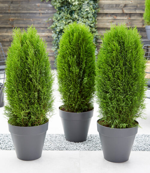 Thuja occ. ´Totem Smaragd´®, 25–30 CM - Obrázek 1