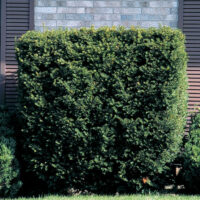 Taxus media 'Hillii'
