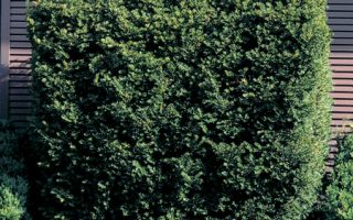 Taxus media 'Hillii'