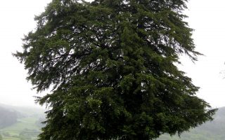 Taxus baccata 180–200 cm