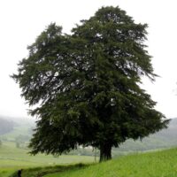 Taxus baccata 180–200 cm