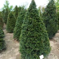 Taxus baccata kužel, výška 80–100 CM