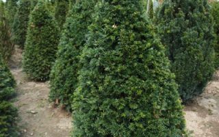Taxus baccata kužel, výška 80–100 CM
