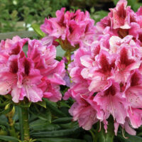 Rhododendron 'Cosmopolitan'