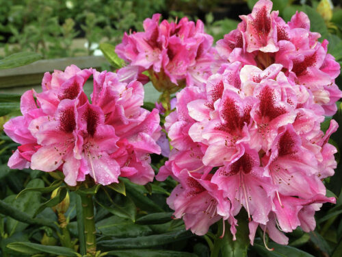 Rhododendron 'Cosmopolitan' - Image 1