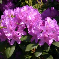 RHODODENDRON 'Catawb. Grandiflorum', 40–50 CM
