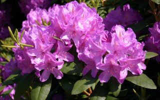 RHODODENDRON 'Catawb. Grandiflorum', 40–50 CM