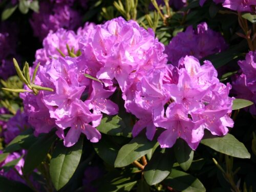 RHODODENDRON 'Catawb. Grandiflorum', 40–50 CM - Obrázek 1