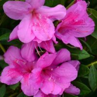 RHODODENDRON 'BloomChampion'®, 25–30 CM