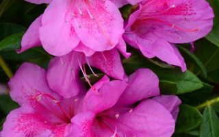 RHODODENDRON 'BloomChampion'®, 25–30 CM