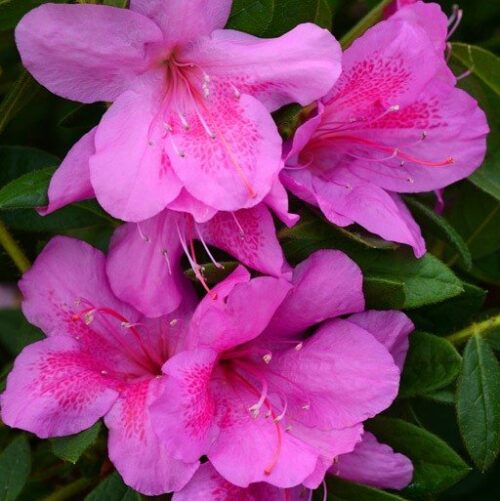 RHODODENDRON 'BloomChampion'®, 25–30 CM - Image 1