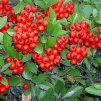 Pyracantha cocc. 'Red Column', 125–150 CM