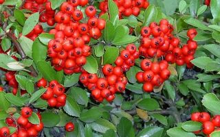 Pyracantha cocc. 'Red Column', 125–150 CM