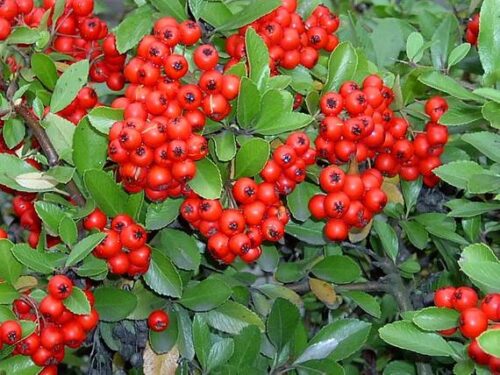 Pyracantha cocc. 'Red Column', 125–150 CM - Obrázek 1