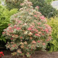 Pieris japonica 'Flaming Silver', 20–25 CM