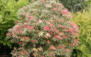 Pieris japonica 'Flaming Silver', 20–25 CM