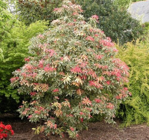 Pieris japonica 'Flaming Silver', 20–25 CM - Image 1