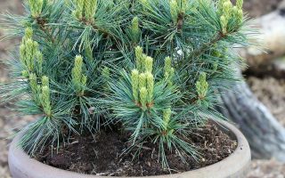 Pinus strobus Kruger's Lilliput', 30–40 CM