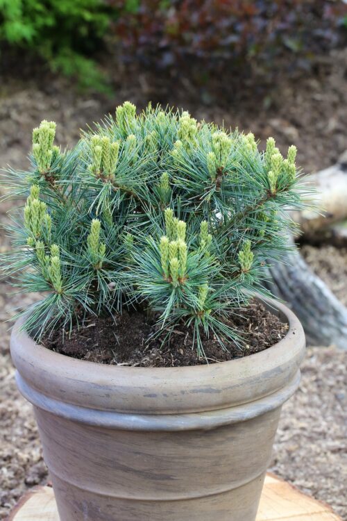 Pinus strobus Kruger's Lilliput', 30–40 CM - Image 1