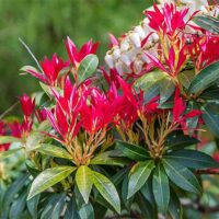 Pieris japonica 'Forest Flame', 20–25 CM